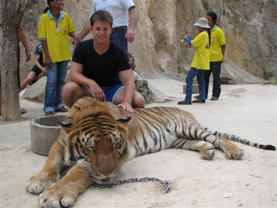 Petting Tigers...